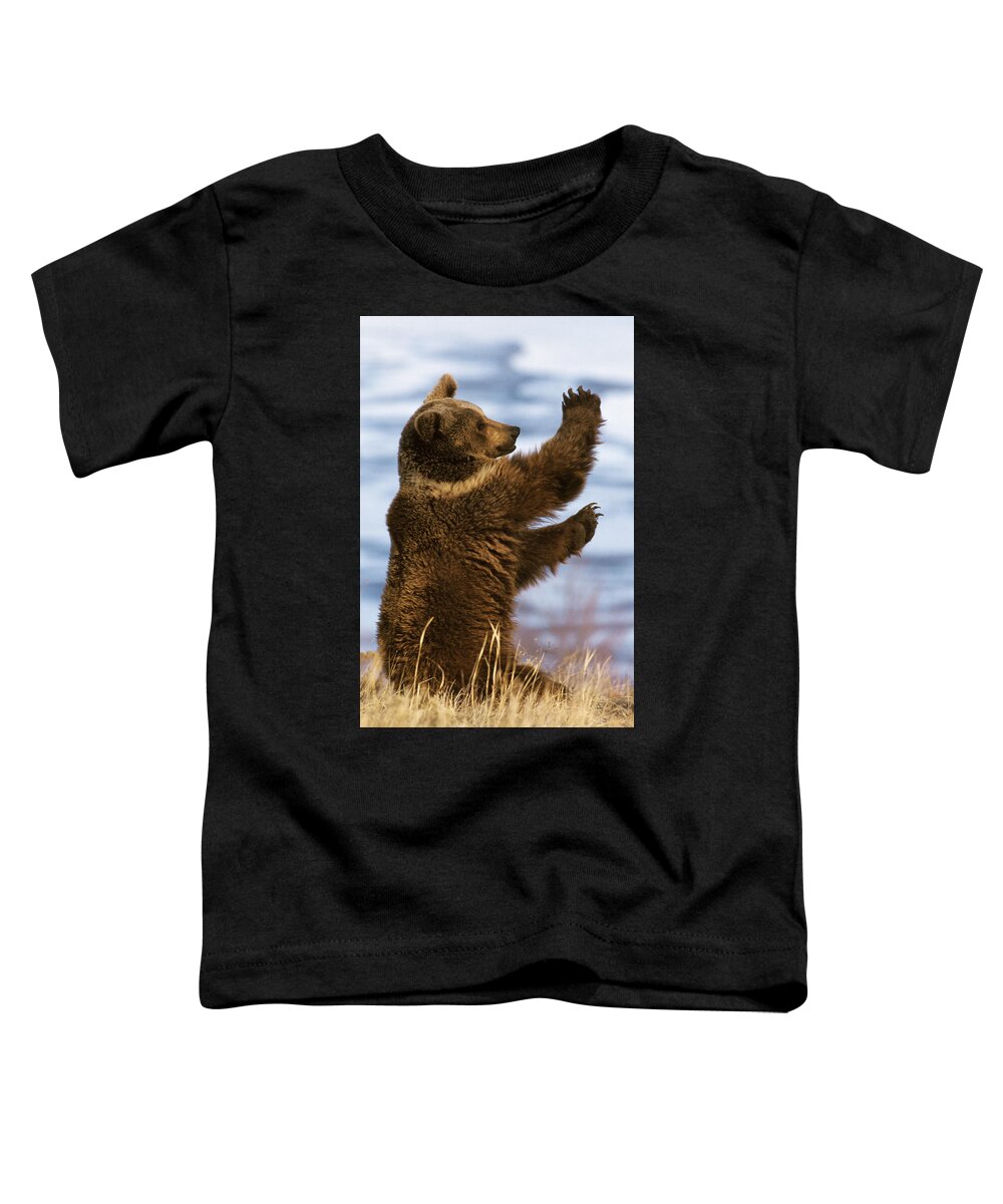 Mp Toddler T-Shirt featuring the photograph Grizzly Bear Ursus Arctos Horribilis by Konrad Wothe