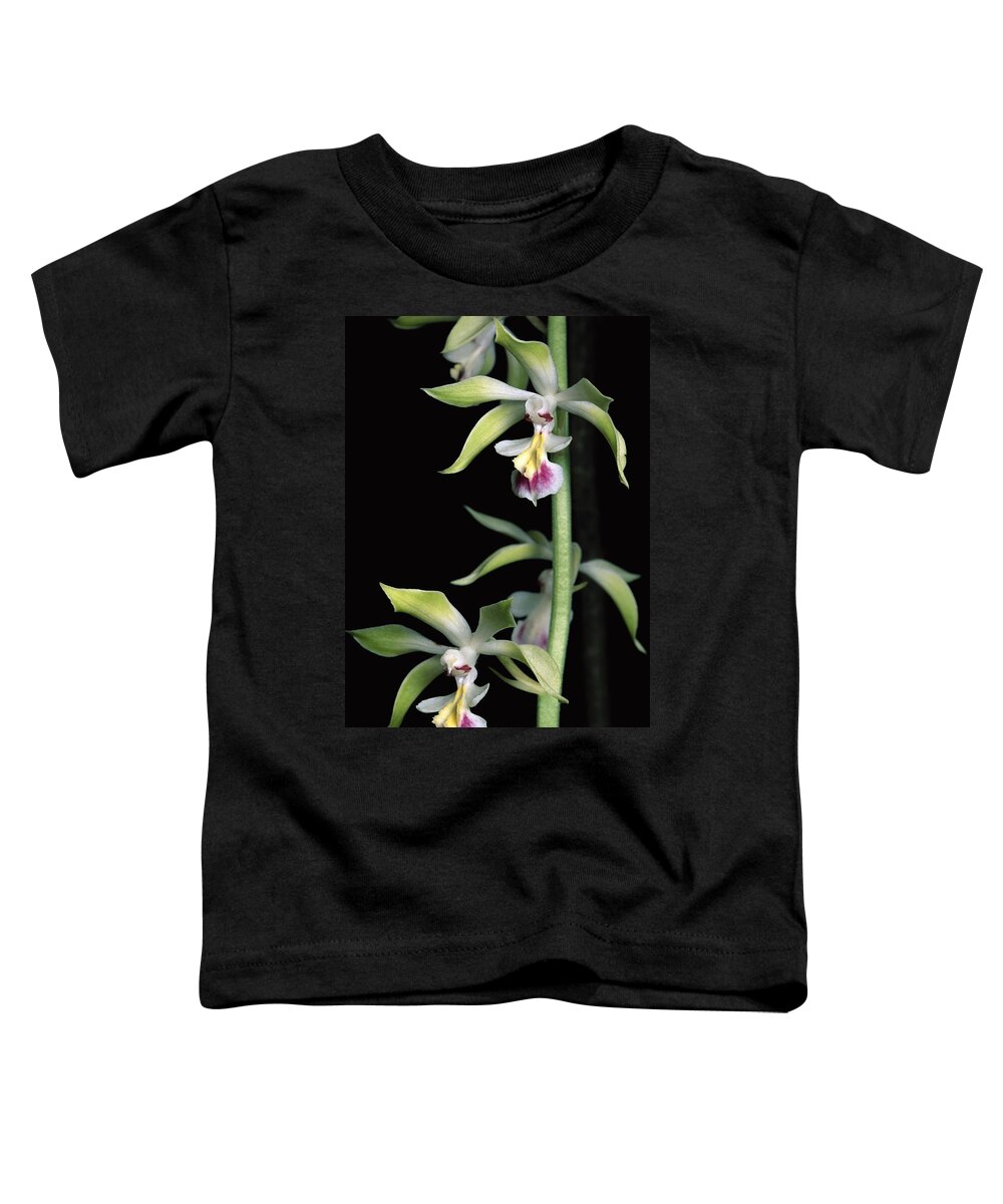 00750529 Toddler T-Shirt featuring the photograph Hardy Calanthe Orchid China by Mark Moffett