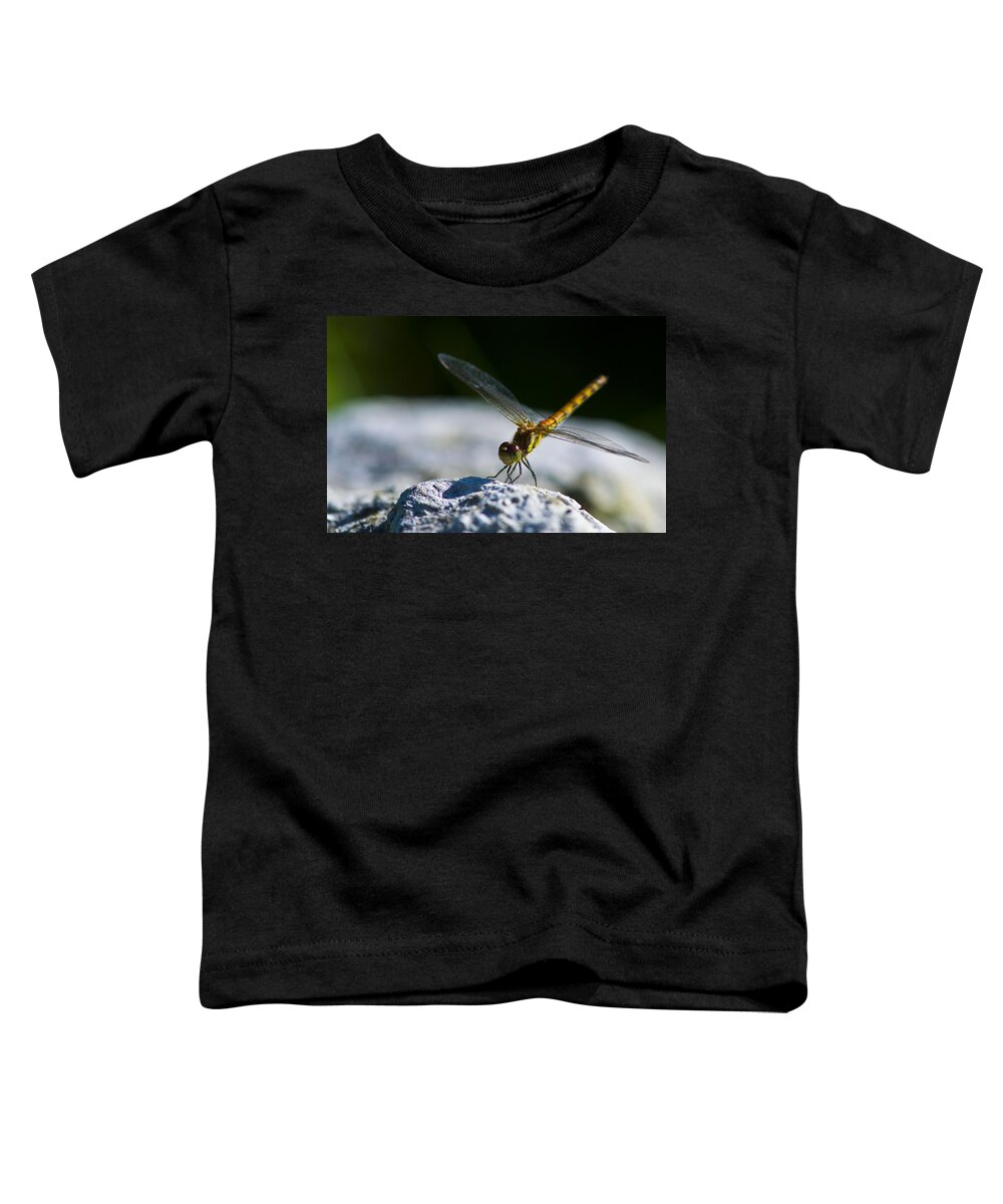 Dragonfly Toddler T-Shirt featuring the photograph Just Landed by Rob Hemphill