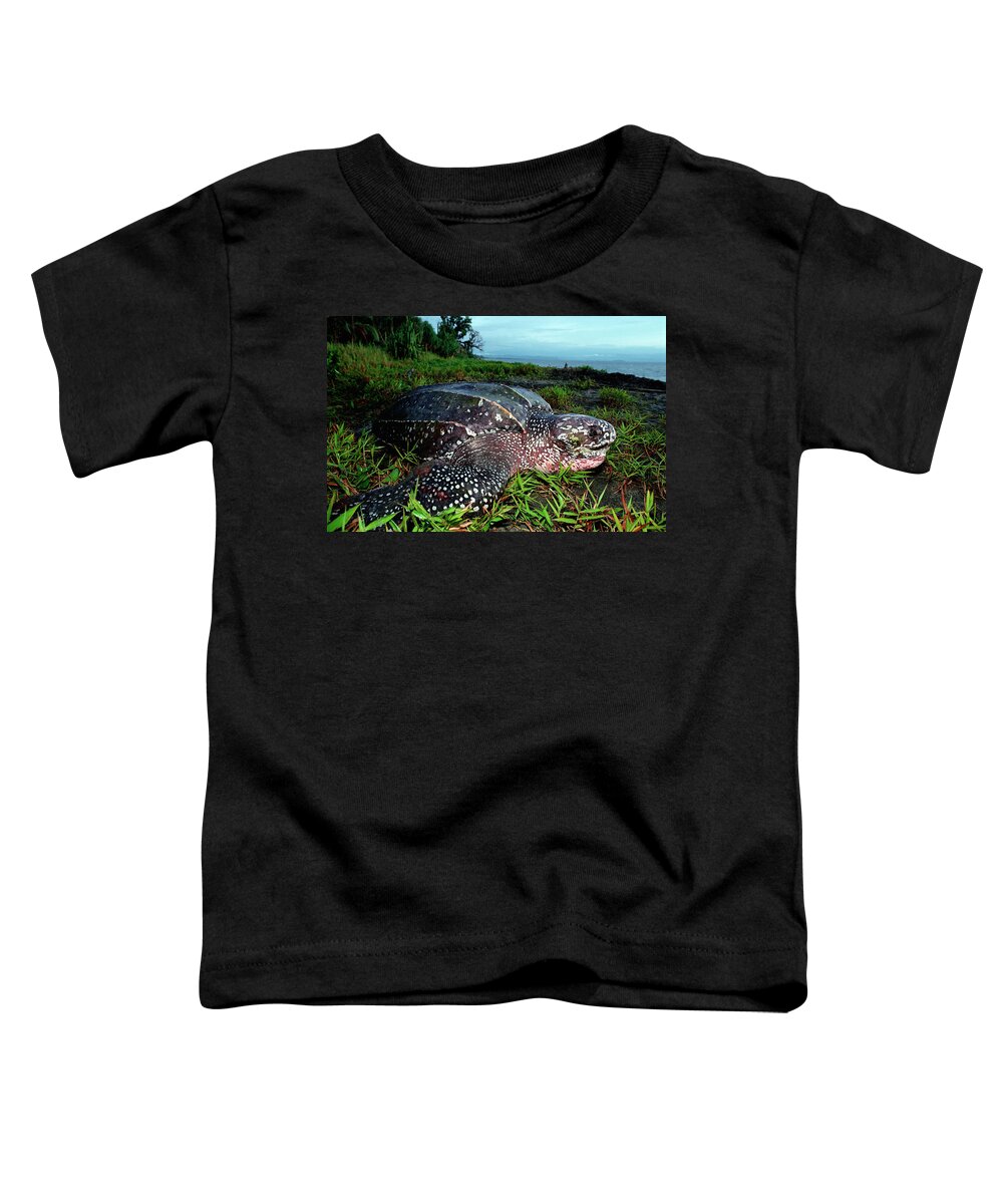 Mike Parry Toddler T-Shirt featuring the photograph Leatherback Sea Turtle #1 by Mike Parry