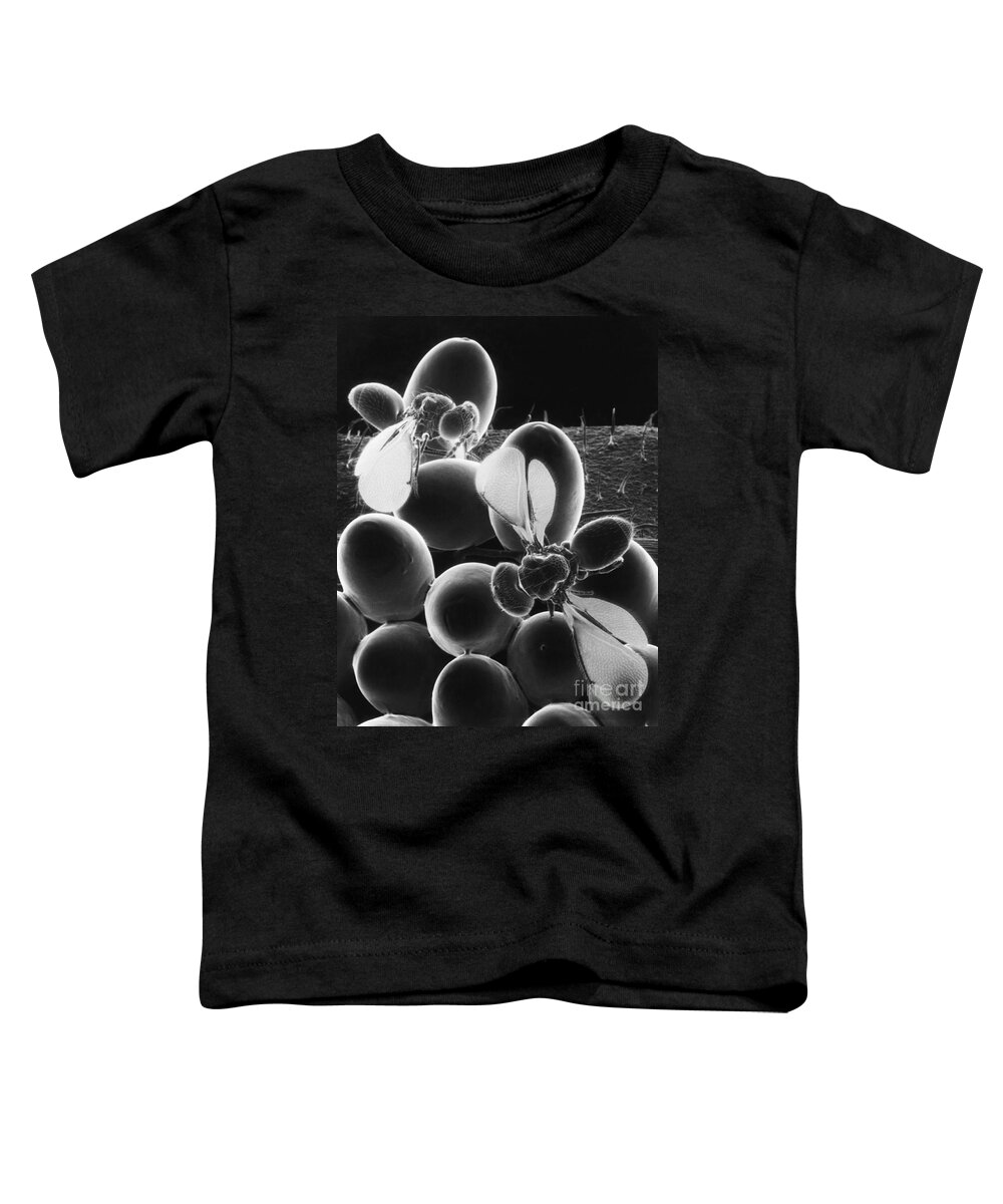 Eulophid Wasp Toddler T-Shirt featuring the photograph Parasitic Wasps by Science Source