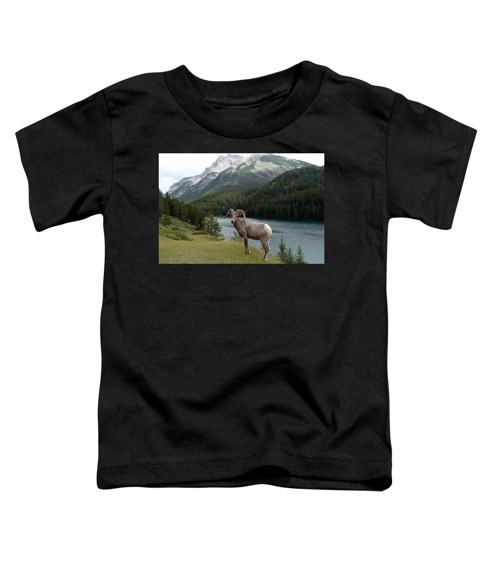 Portrait Toddler T-Shirt featuring the photograph Portrait of a BigHorn Sheep at Lake Minnewanka by Laurel Best