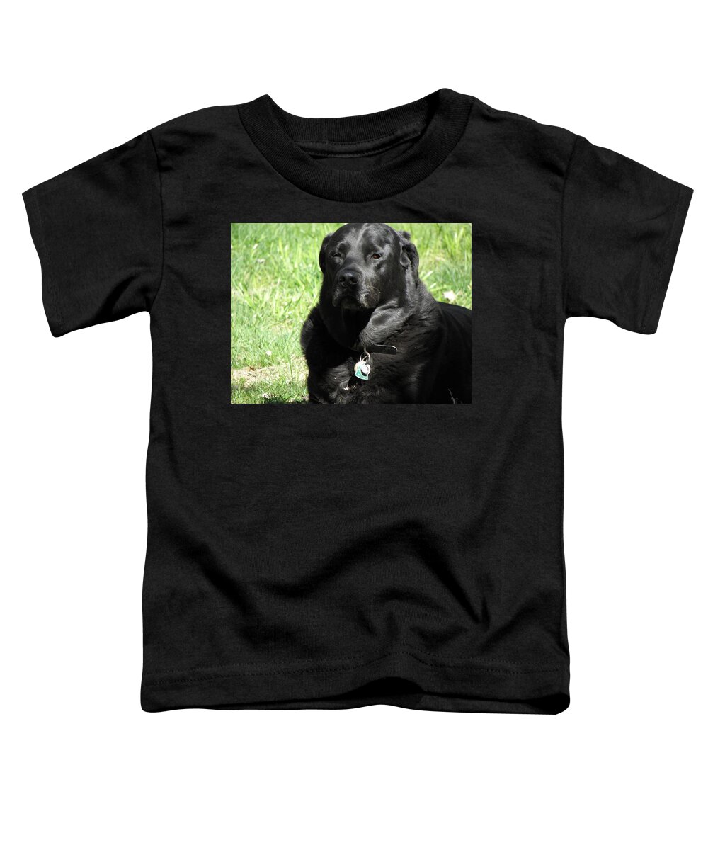 Dog Toddler T-Shirt featuring the photograph Serious Stare Down by Kim Galluzzo