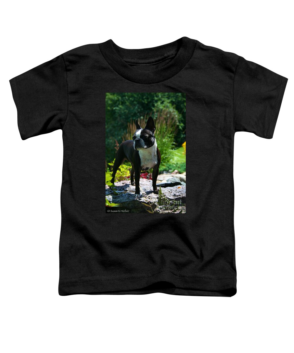 Boston Terrier Toddler T-Shirt featuring the photograph Stephanie by Susan Herber