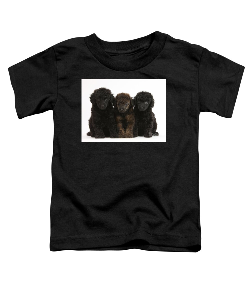 Animal Toddler T-Shirt featuring the photograph Toy Poodle Pups by Mark Taylor