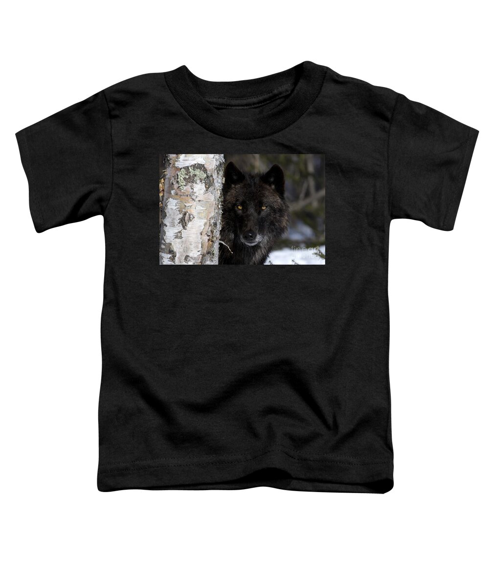 Gray Wolf Toddler T-Shirt featuring the photograph Gray Wolf by Jean-Louis Klein and Marie-Luce Hubert