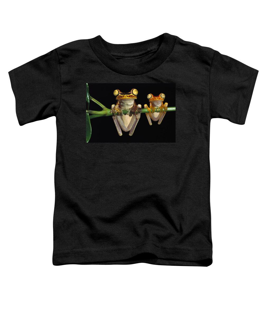 Mp Toddler T-Shirt featuring the photograph Chachi Tree Frog Hyla Picturata Pair #3 by Pete Oxford