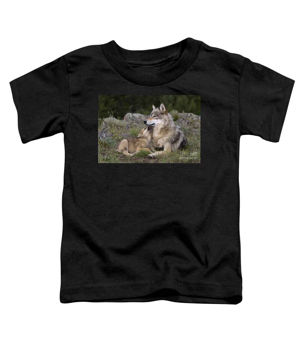 Gray Wolf Toddler T-Shirt featuring the photograph Wolf Cub Begging For Food #3 by Jean-Louis Klein & Marie-Luce Hubert