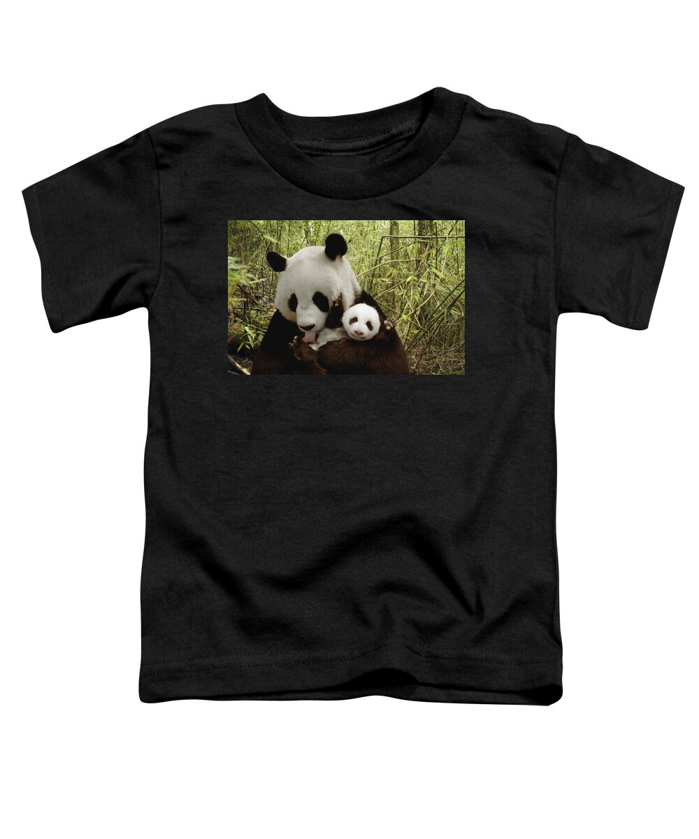 Mp Toddler T-Shirt featuring the photograph Giant Panda Ailuropoda Melanoleuca #9 by Katherine Feng