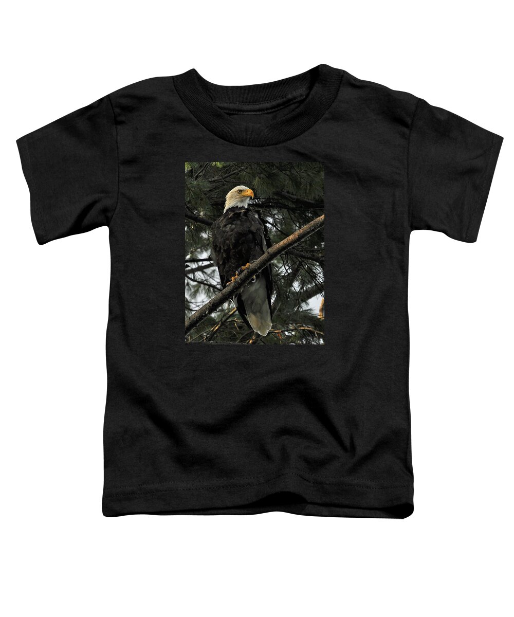 Eagle Toddler T-Shirt featuring the photograph Bald Eagle by Glenn Gordon