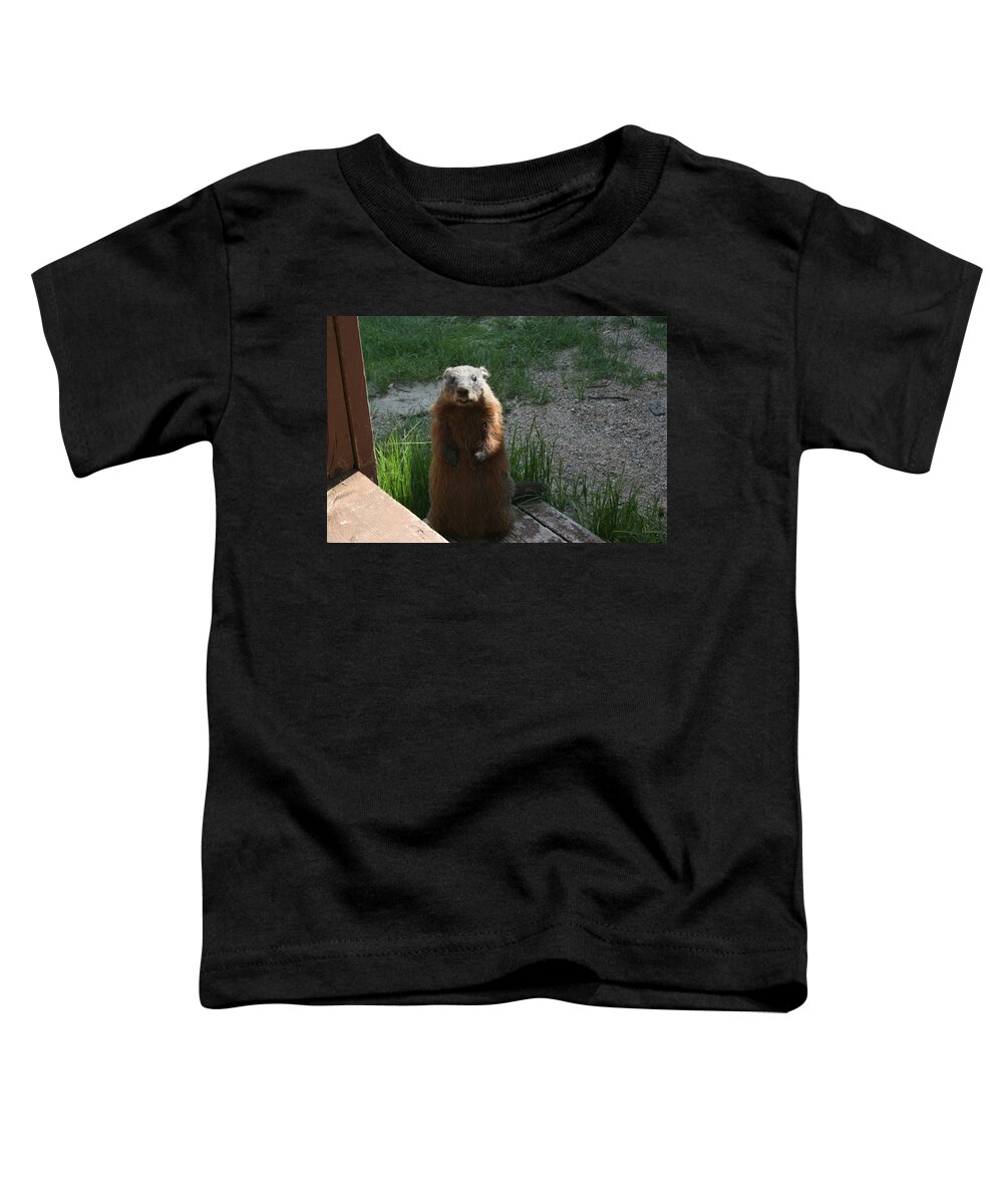 Woodchuck Wild Animals Camp Nature Rainbow Lodge Piprell Lake Saskatchewan Toddler T-Shirt featuring the photograph Before Morning Coffee by Andrea Lawrence