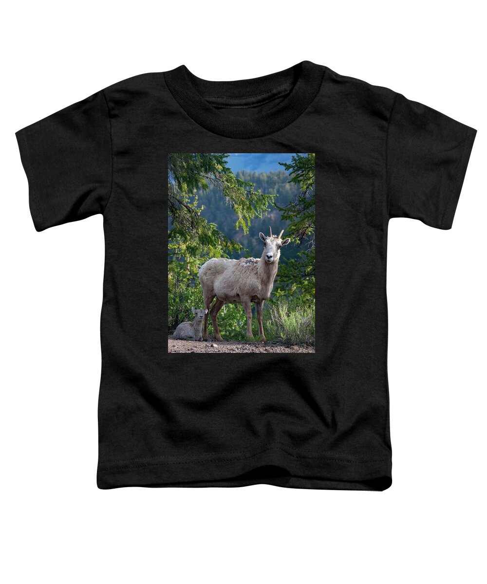 Mark Miller Photos Toddler T-Shirt featuring the photograph Bighorn Ewe and Lamb by Mark Miller