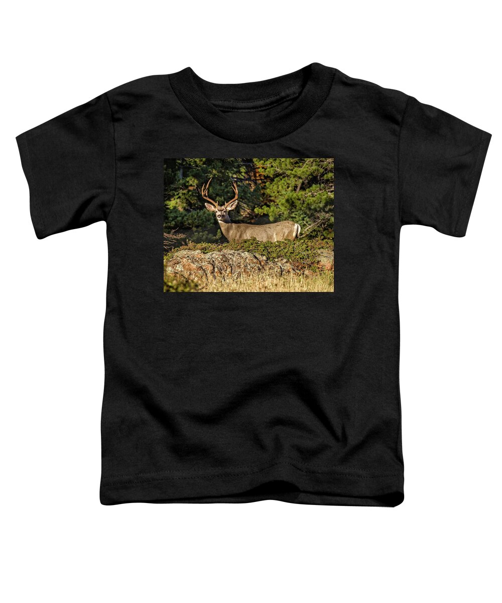 Colorado Toddler T-Shirt featuring the photograph Colorado Mule Deer Buck by Ronald Lutz