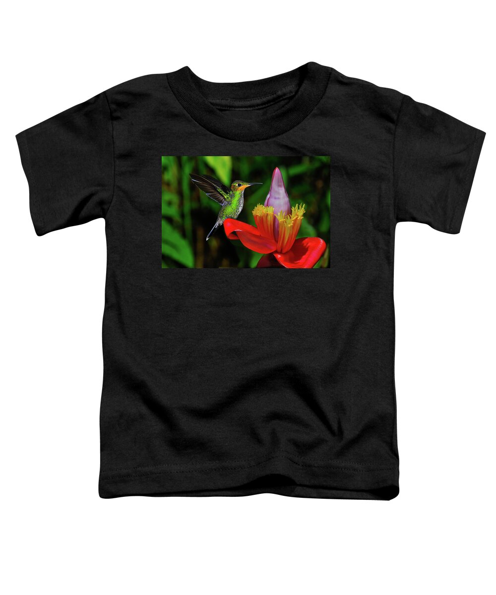Hummingbird Photographs Toddler T-Shirt featuring the photograph Costa Rican Hummingbird by Harry Spitz