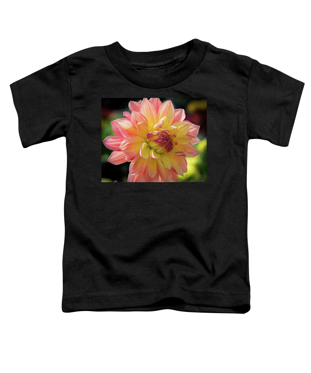 Dahlia Toddler T-Shirt featuring the photograph Dahlia in the Sunshine by Phil Abrams