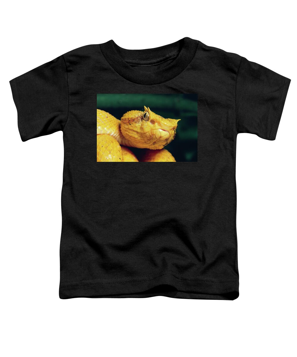 Mp Toddler T-Shirt featuring the photograph Eyelash Viper Bothriechis Schlegelii by Michael & Patricia Fogden