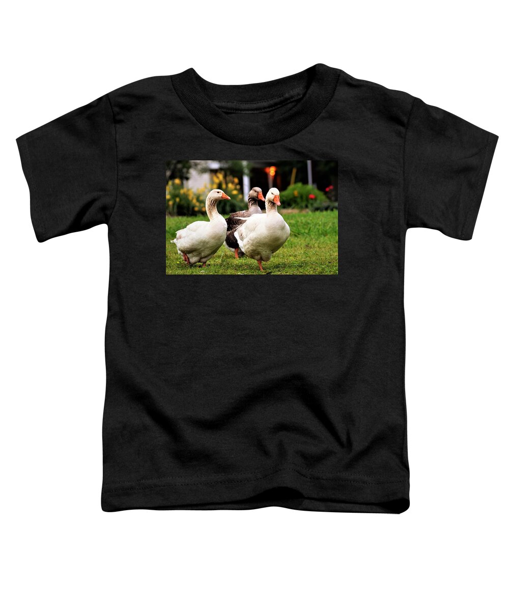 Geese Toddler T-Shirt featuring the photograph Farm Geese by Chuck Brown