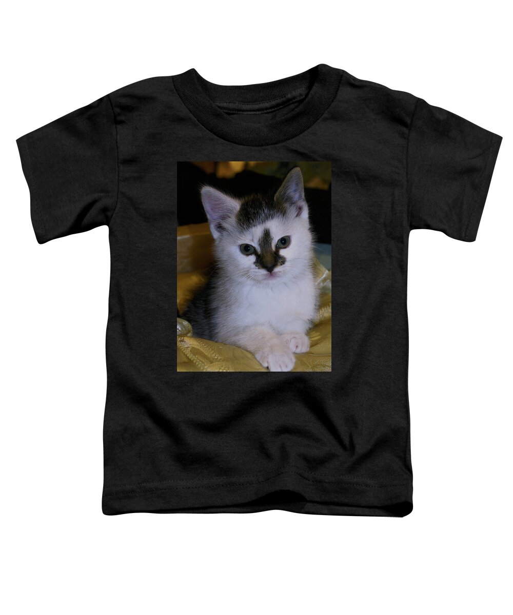 Kitten Toddler T-Shirt featuring the photograph Fleur-de-lis kitten by Bess Carter