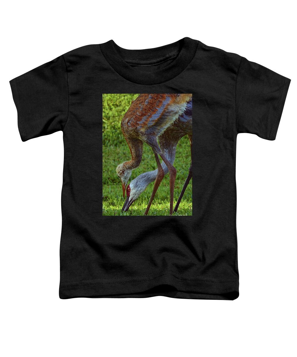 Florida Sandhill Crane Toddler T-Shirt featuring the photograph Florida Sandhill Cranes by Olga Hamilton