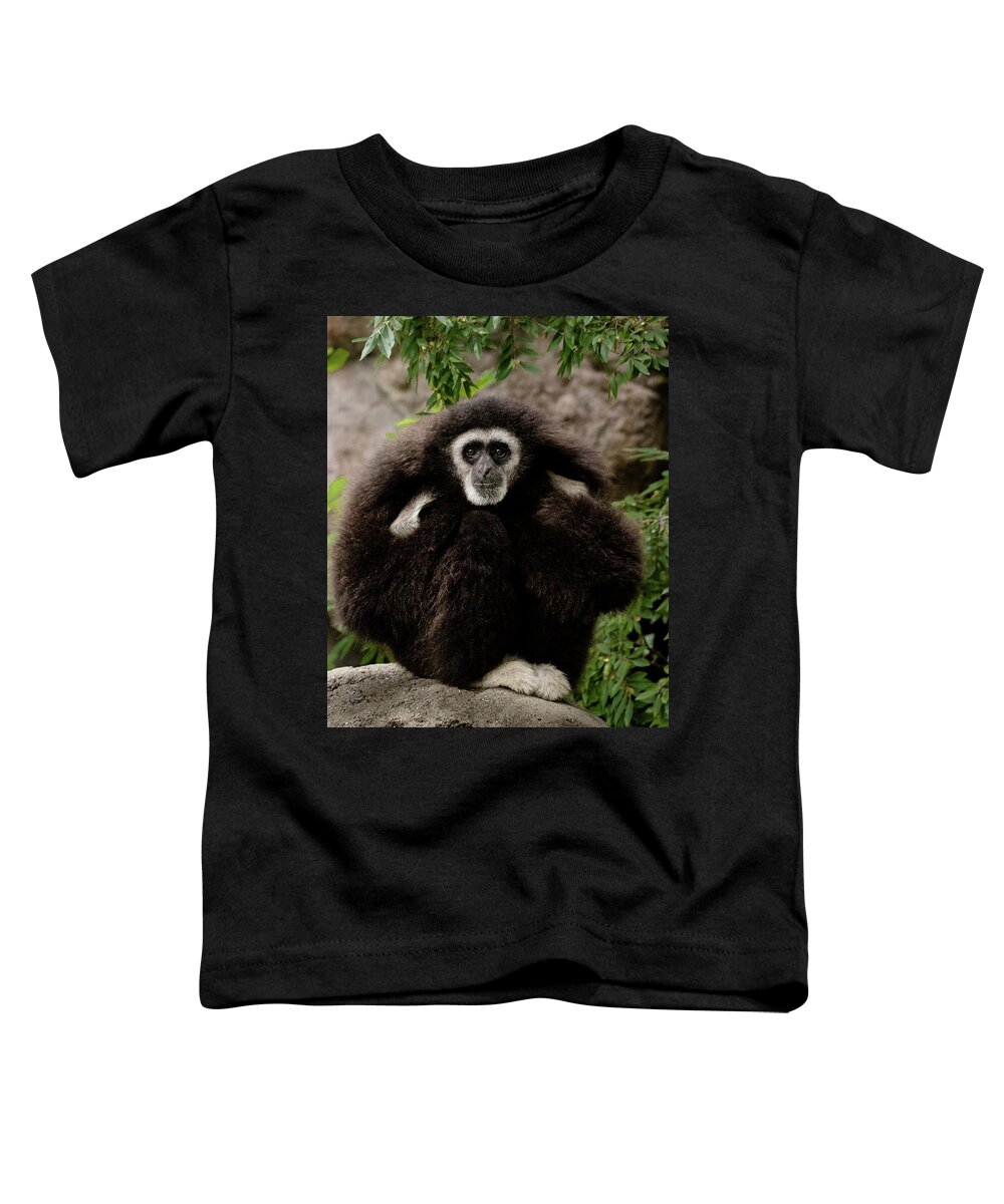 Animals Toddler T-Shirt featuring the photograph Gibbon by Alexander Fedin