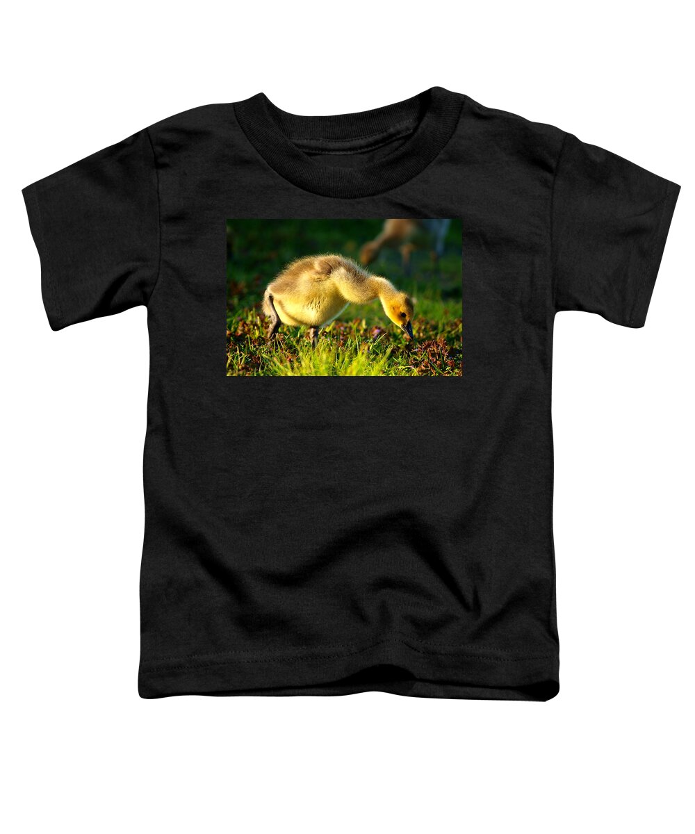 Animal Avian Baby Bird Birds Canada Children Geese Goose Gosling Little Migrate Migratory Nature New Pond Spring Water Wild Wildlife Wildness Young Small Little Art Close Close-up Macro Lovely Art Action Freeze Capture Food Looking Look Search Toddler T-Shirt featuring the photograph Gosling In Spring by Paul Ge