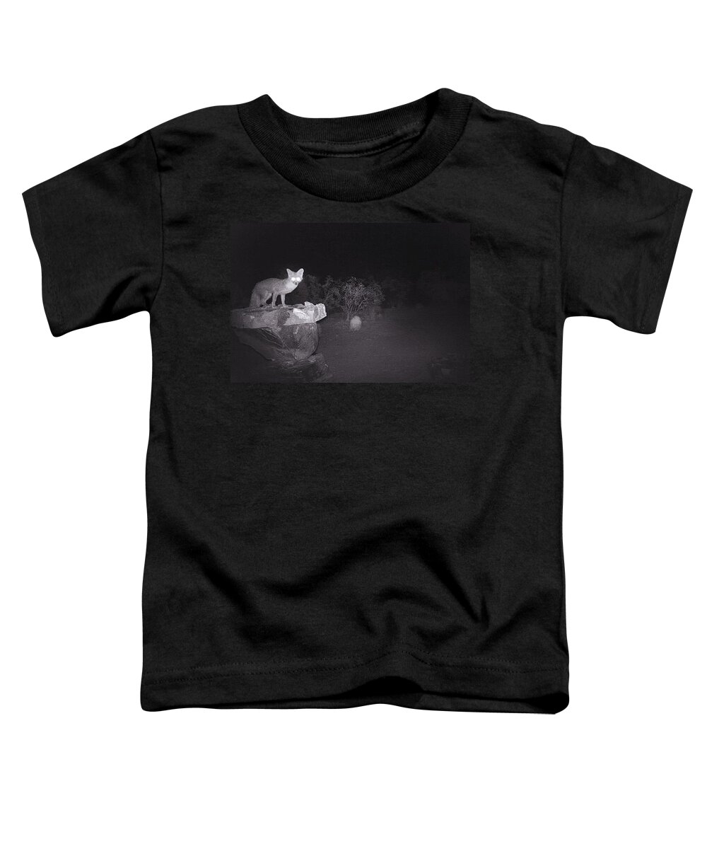 Animals Toddler T-Shirt featuring the photograph Gray Fox on Stone Birdbath at Night by Judy Kennedy