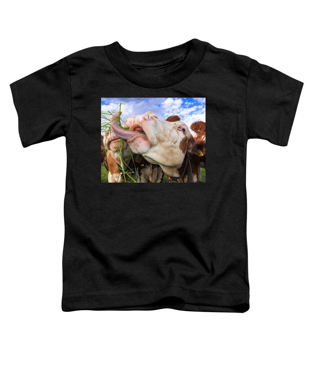 Cow Toddler T-Shirt featuring the photograph Hungry cow eating grass funny picture by Matthias Hauser