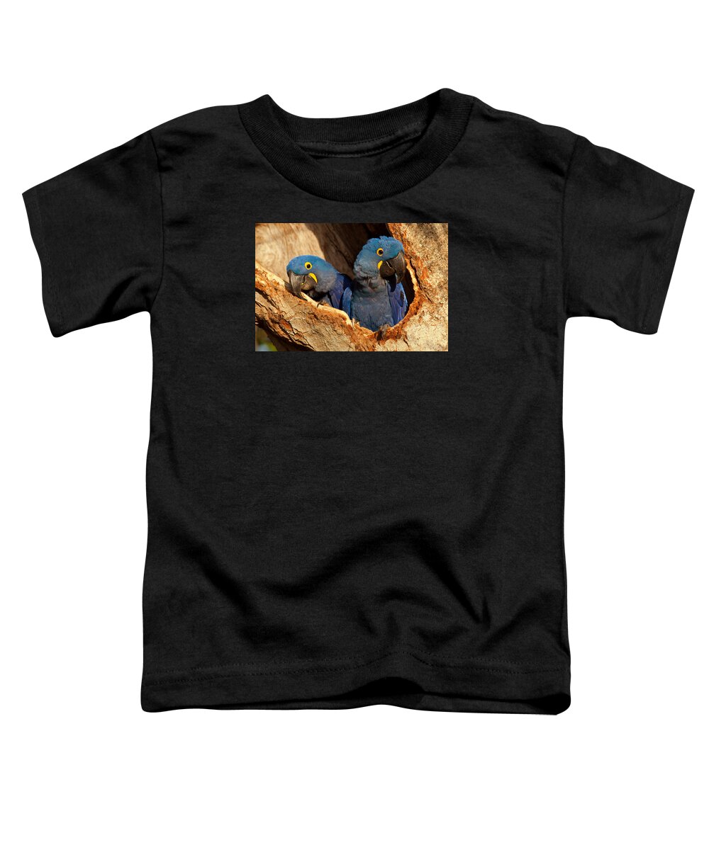 Hyacinth Toddler T-Shirt featuring the photograph Hyacinth Macaw Pair in Nest by Aivar Mikko