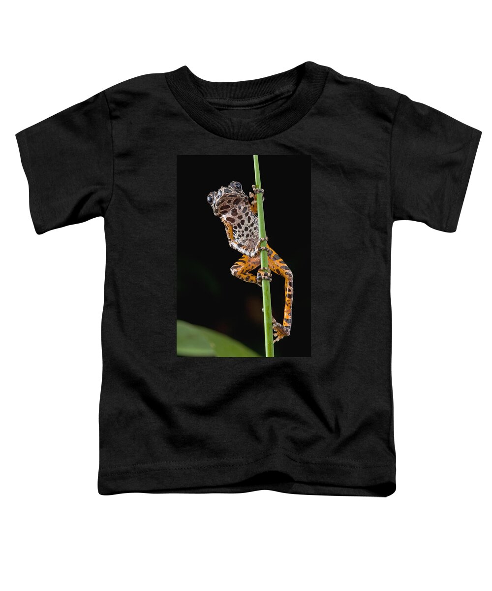 00427020 Toddler T-Shirt featuring the photograph Ivory Coast Running Frog Ghana by Piotr Naskrecki