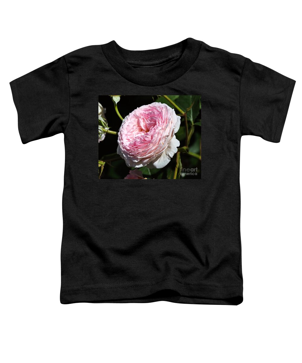 Rose Toddler T-Shirt featuring the photograph James Galway rose by Louise Heusinkveld
