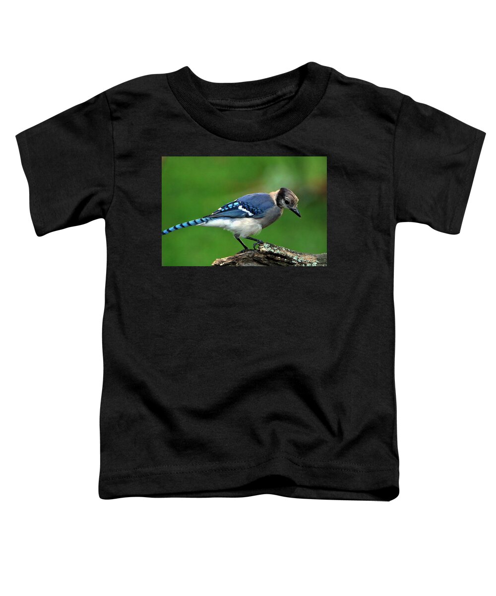 Nature Toddler T-Shirt featuring the photograph Juvenile Blue Jay by Sheila Brown