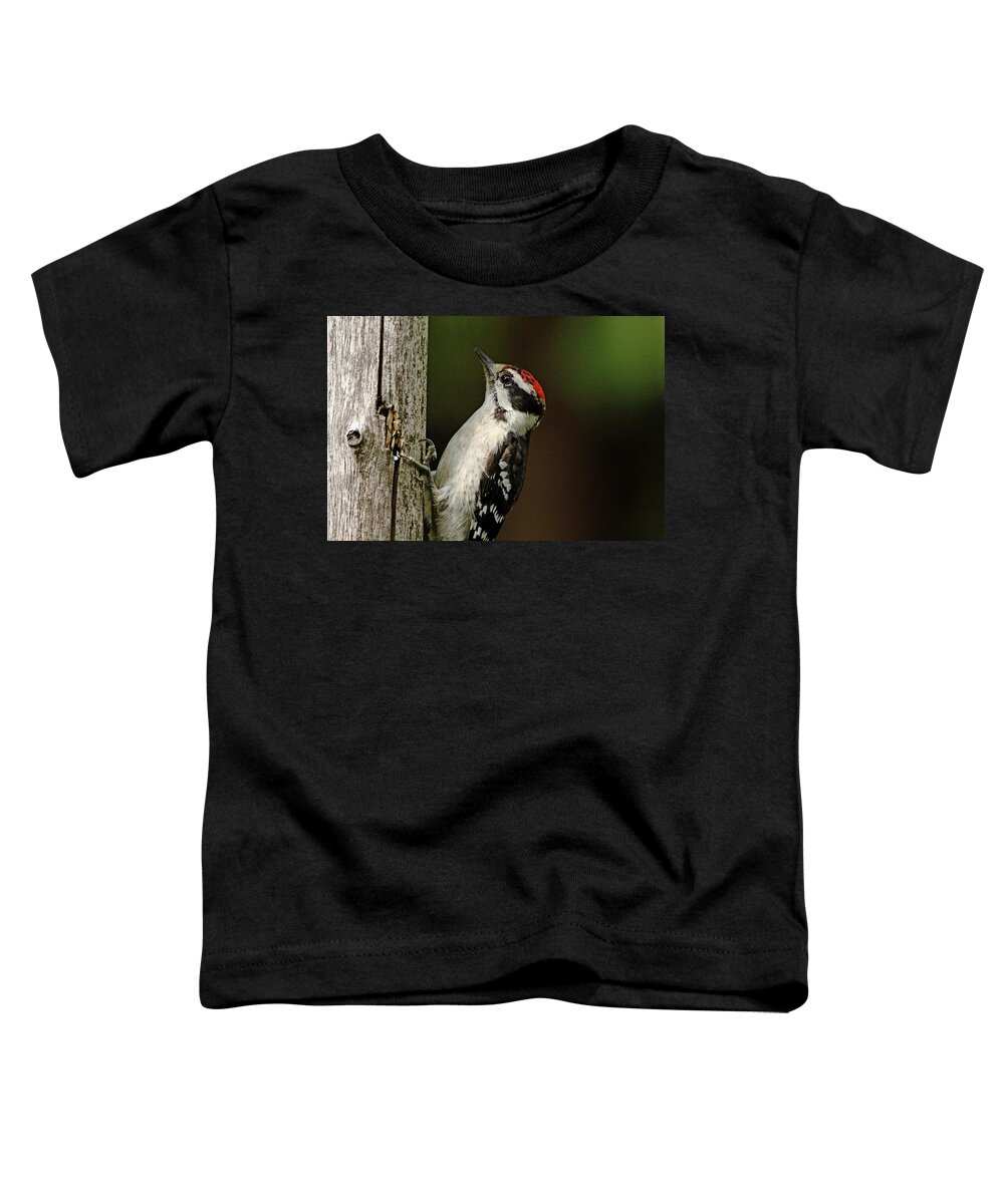 Woodpecker Toddler T-Shirt featuring the photograph Juvenile Downy Woodpecker by Debbie Oppermann