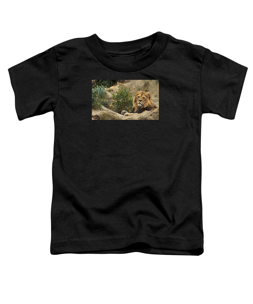 Lion Toddler T-Shirt featuring the photograph King of the Beasts by Cameron Wood