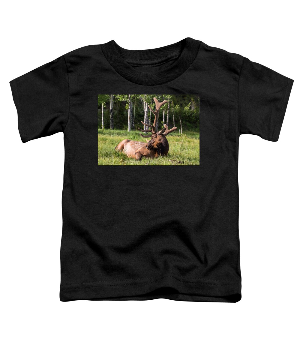 Elk Toddler T-Shirt featuring the photograph Let Sleeping Elk Lie by Mindy Musick King