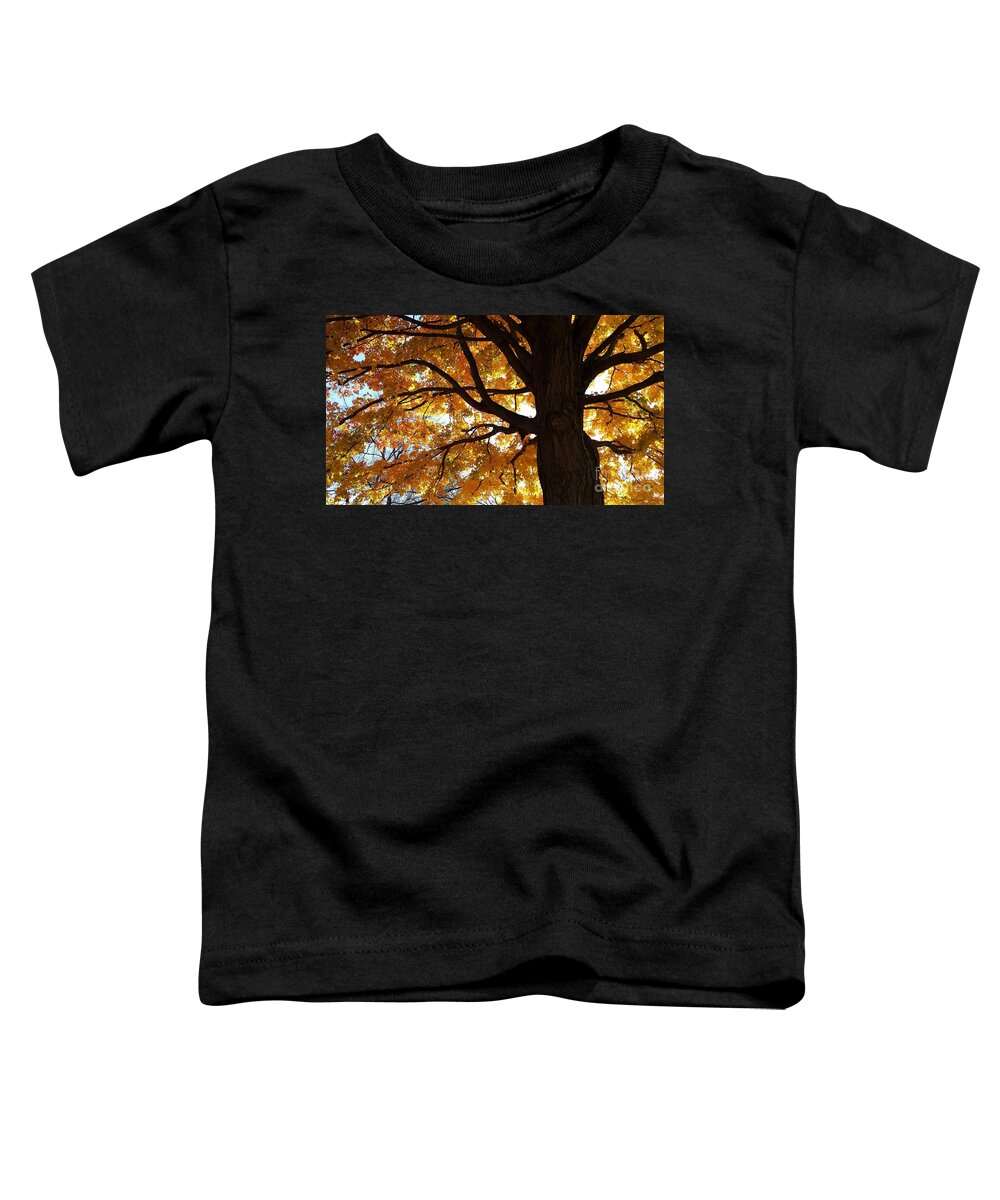 Maple At Griggs Toddler T-Shirt featuring the photograph Maple At Griggs by Paddy Shaffer