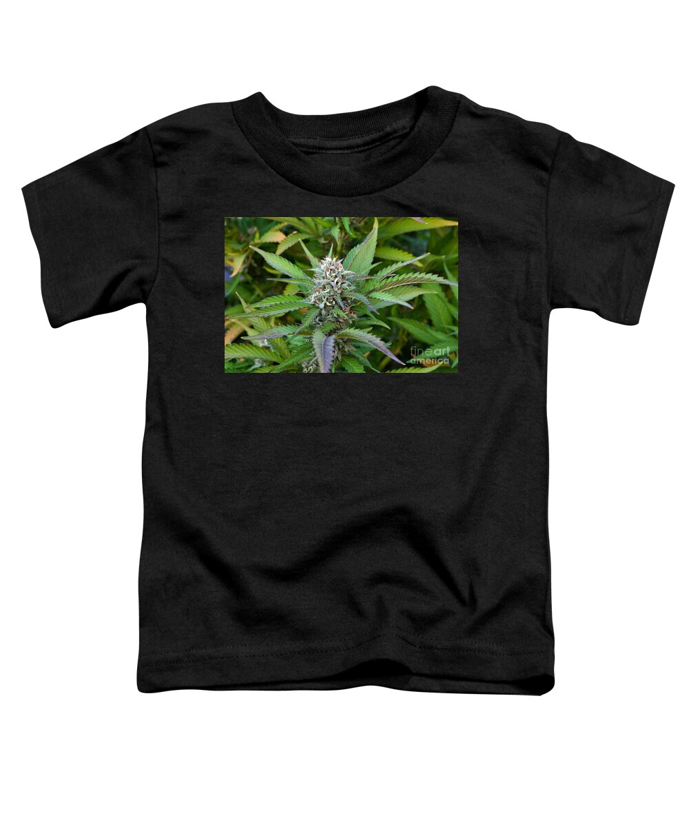 Cannabis Indica Toddler T-Shirt featuring the photograph Medicinal Marijuana Growing by Inga Spence