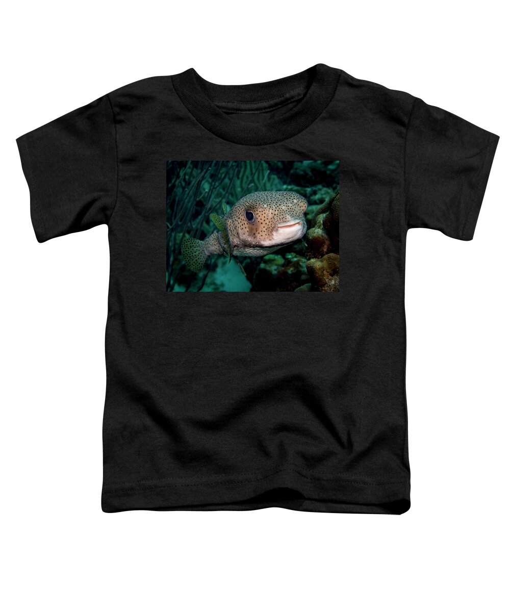 Bonaire Toddler T-Shirt featuring the photograph Porcupine Fish by Jean Noren