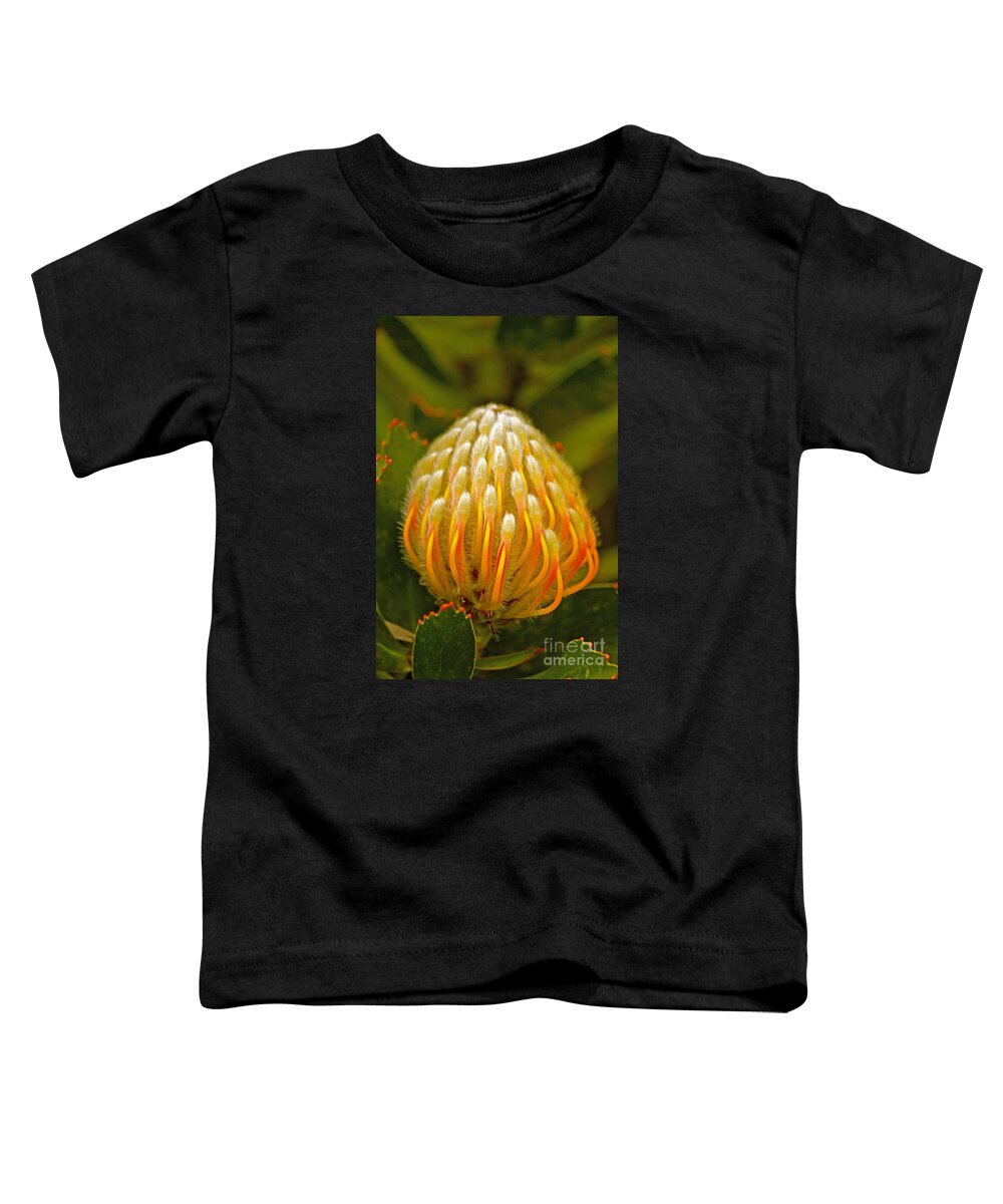 Protea Toddler T-Shirt featuring the photograph Proteas Ready to Blossom by Michael Cinnamond