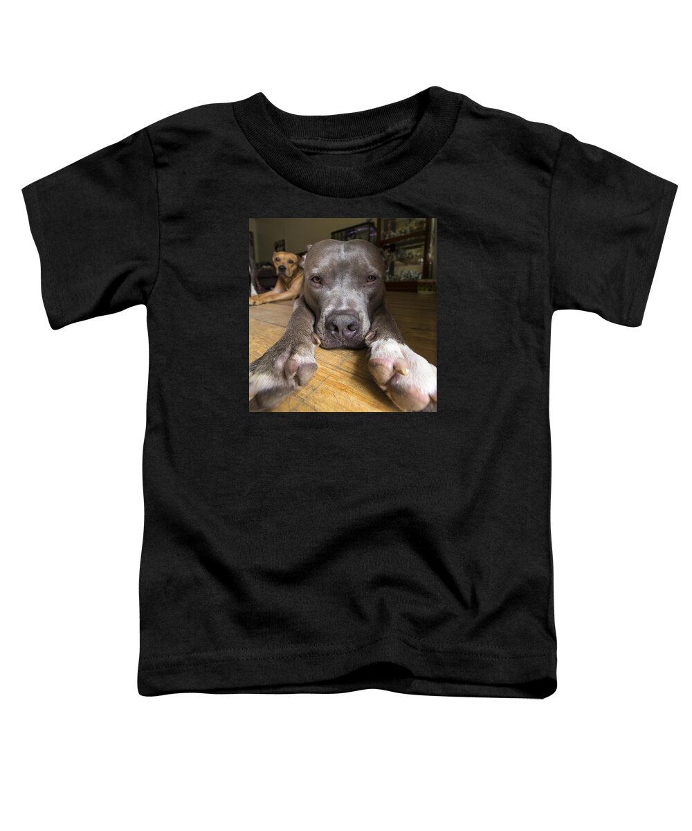 Pitbull Toddler T-Shirt featuring the photograph Relaxing Pitbull by Tyler Adams