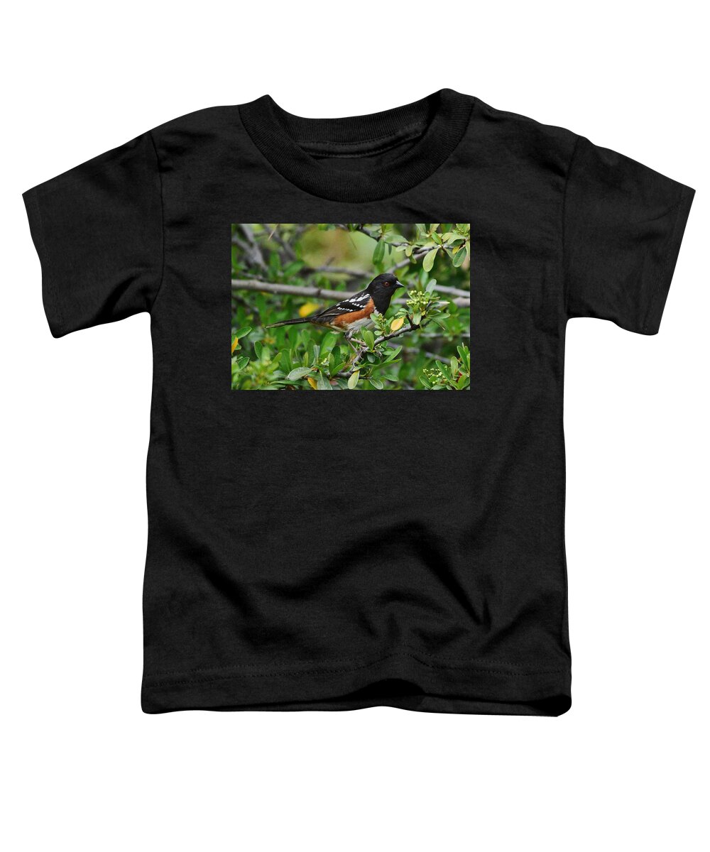 Linda Brody Toddler T-Shirt featuring the photograph Spotted Towhee 2 by Linda Brody