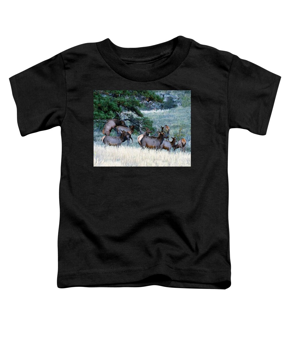 Elk Toddler T-Shirt featuring the photograph The Wannabe by Jim Garrison