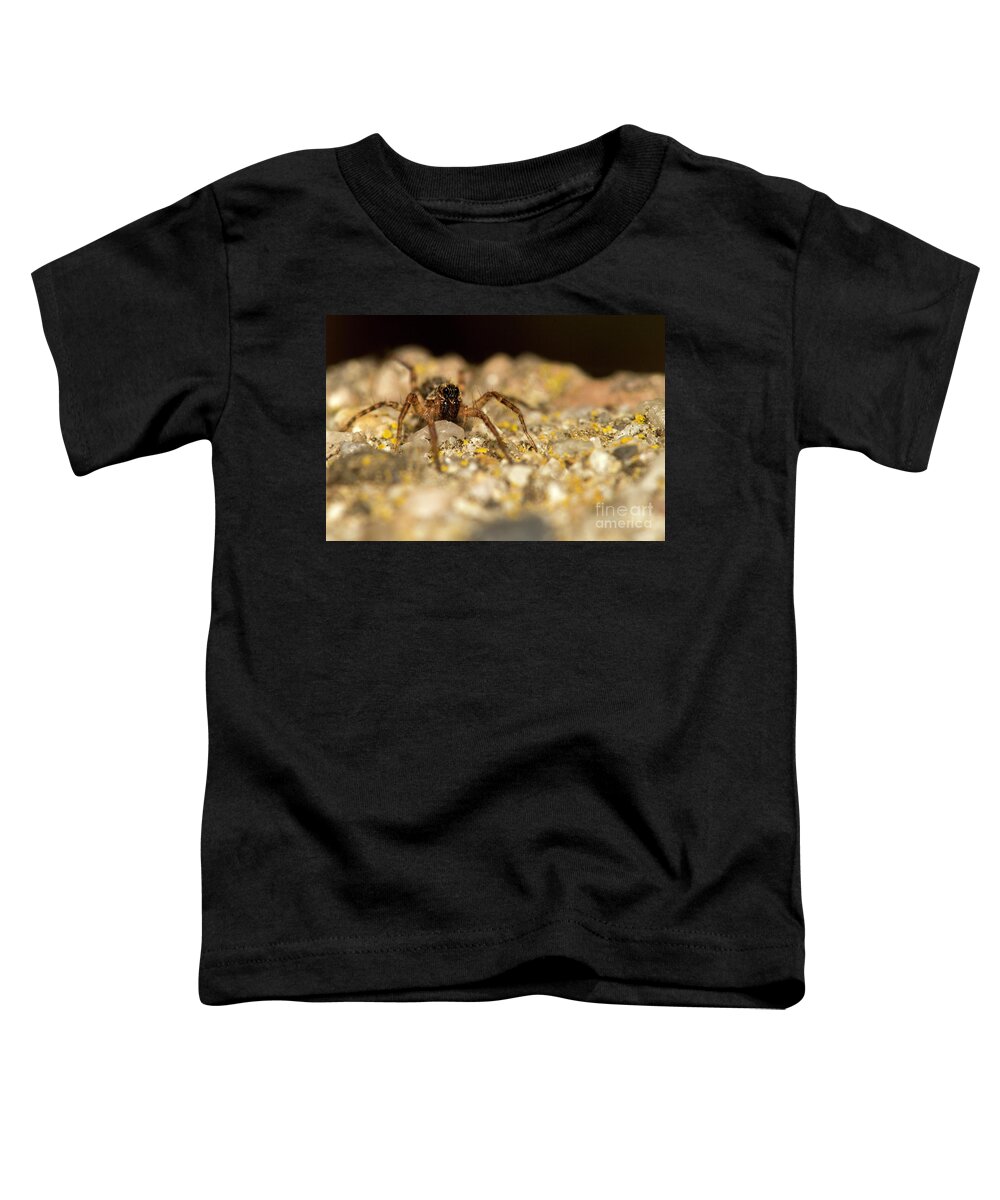 Spider Toddler T-Shirt featuring the photograph Wee spider looking at you by Shawn Jeffries