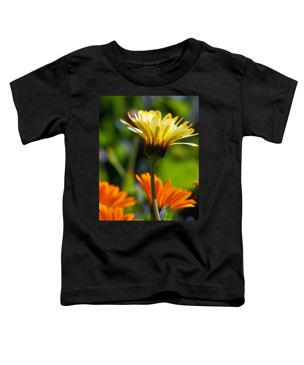 Daisy Toddler T-Shirt featuring the photograph Yellow Daisy by Amy Fose