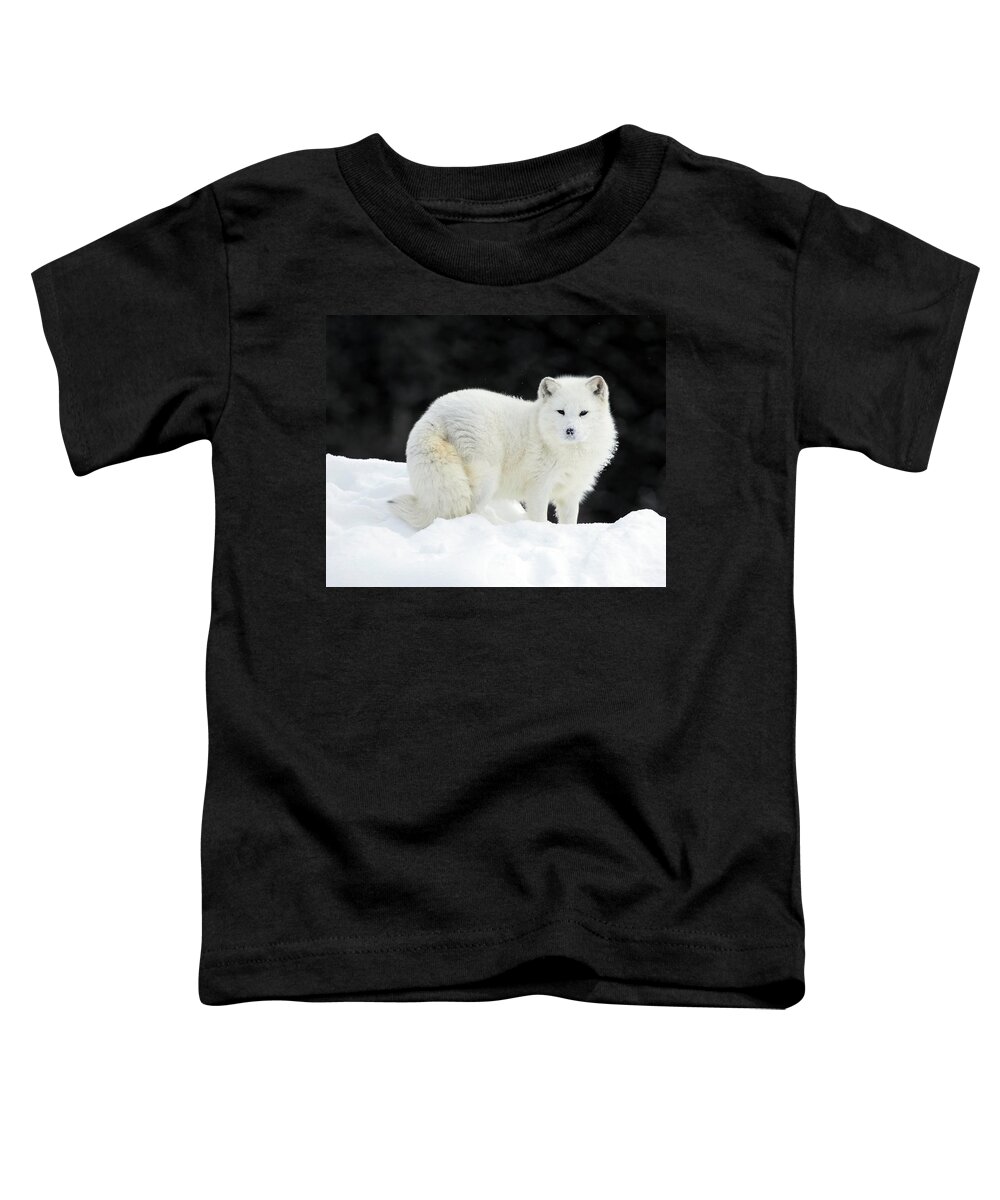 Fox. Arctic Fox Toddler T-Shirt featuring the photograph Arctic Fox Summit by Art Cole