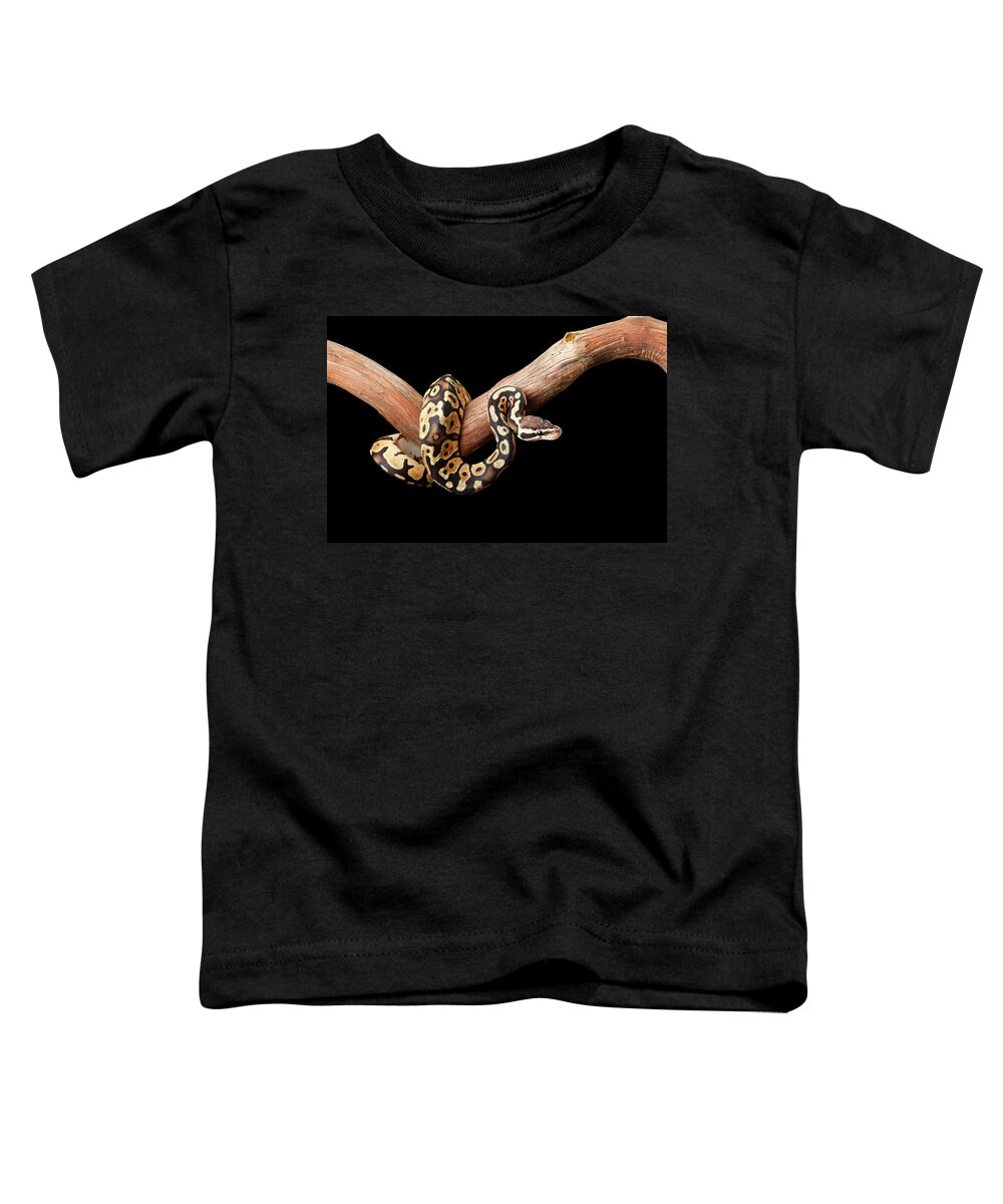 Animals Toddler T-Shirt featuring the photograph Ball Python On Branch by David Kenny