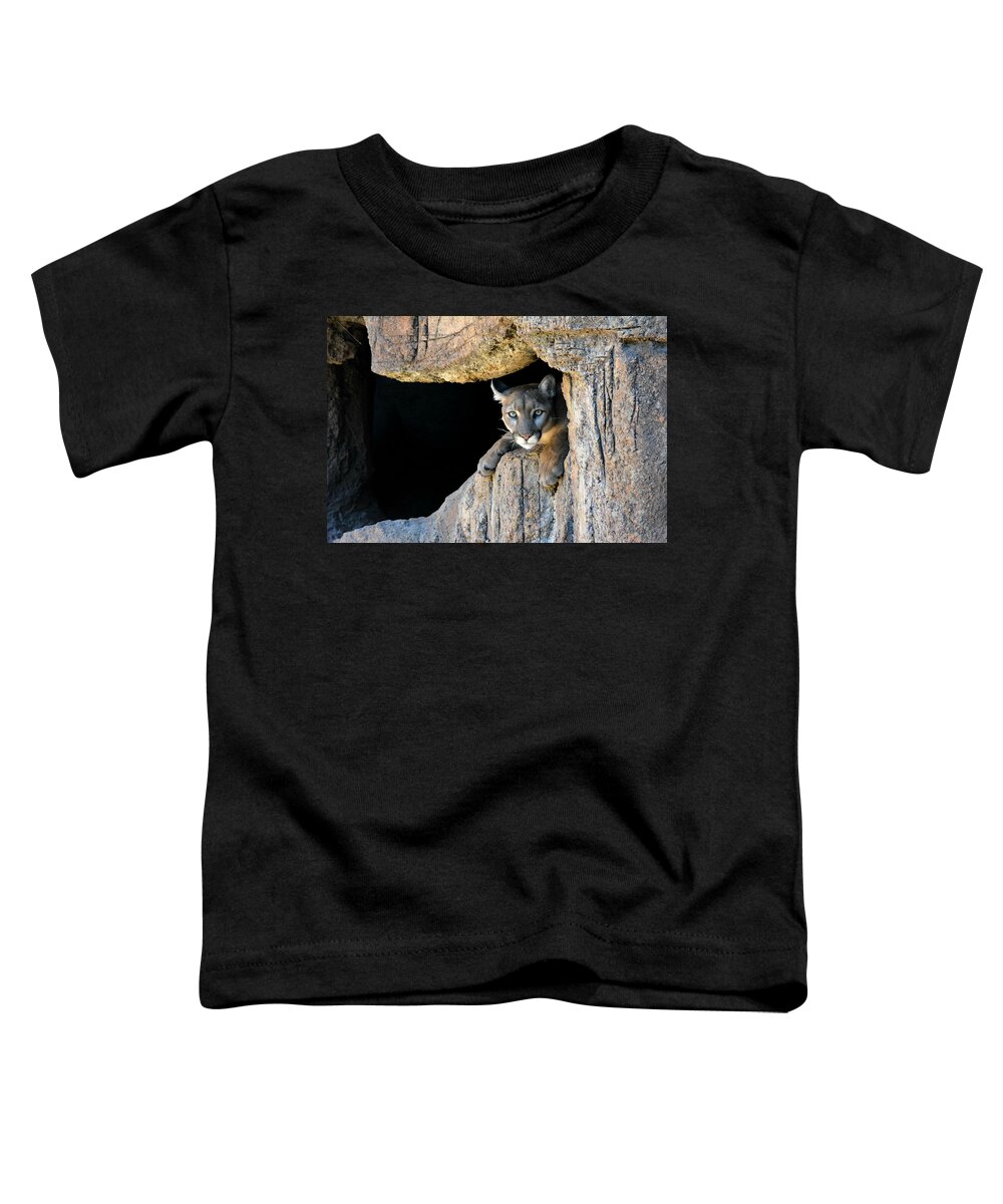 Mountain Lion Toddler T-Shirt featuring the photograph Cougar by Carolyn Mickulas