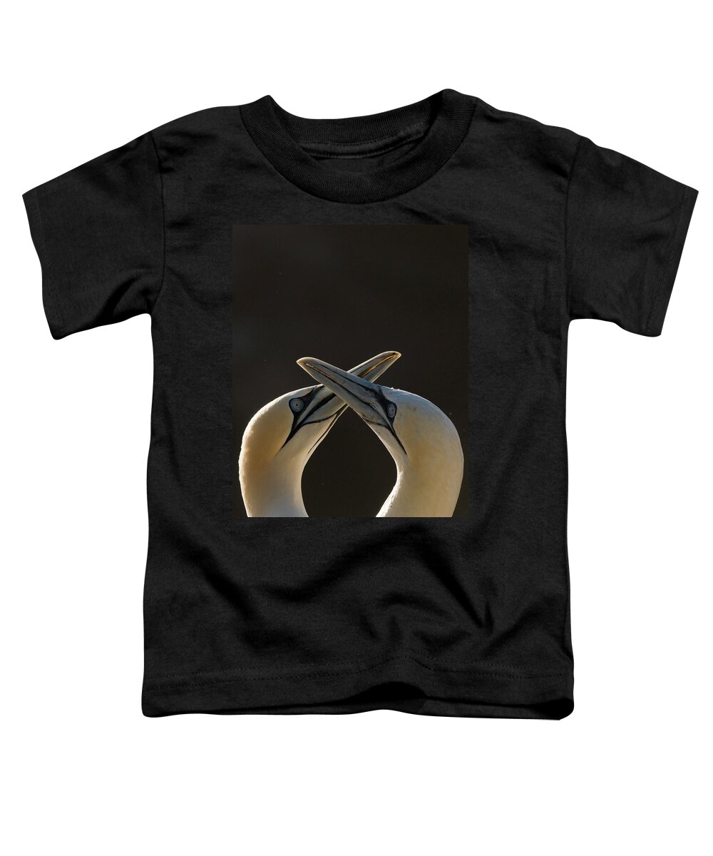 Love2022 Toddler T-Shirt featuring the photograph Gannet Breeding Pair During Courtship Ritual, Saltee Islands by Andrew Parkinson / Naturepl.com