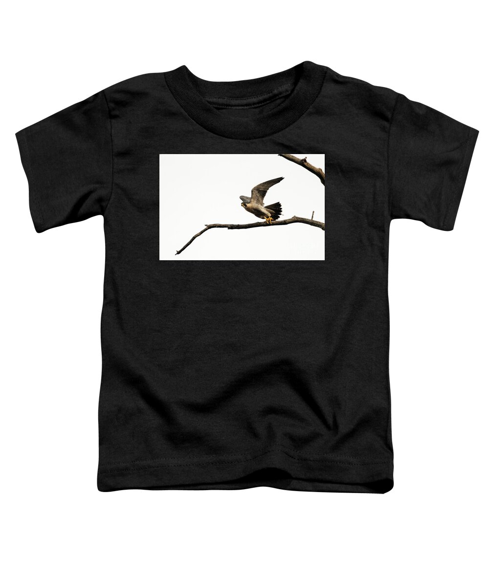 Peregrine Falcon Toddler T-Shirt featuring the photograph Peregrine Falcon Taking Off by Sam Rino