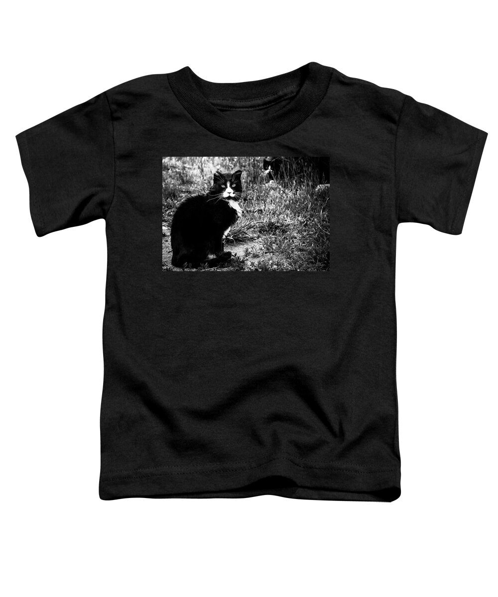 Feral Cat Photo Toddler T-Shirt featuring the photograph Stash Stalking the Amazing Mr. Tom by Sandra Dalton