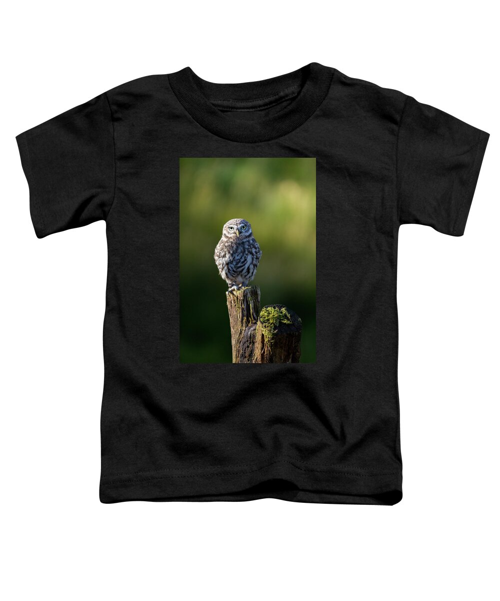 Little Owl Toddler T-Shirt featuring the photograph Little Owl by Anita Nicholson